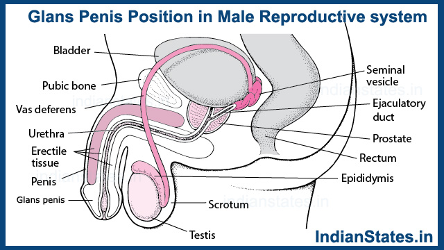 Glans-Penis-Position-in-Male-Reproductive-system