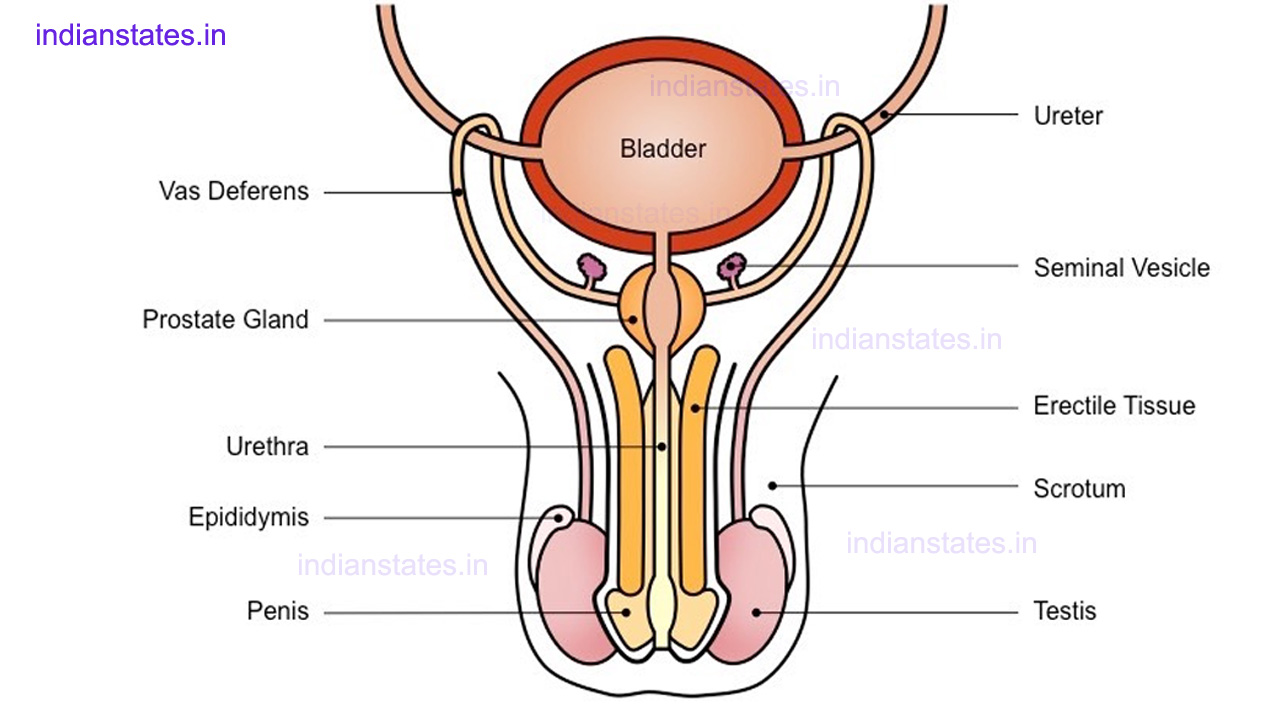 Male-reproductive-system-Structure