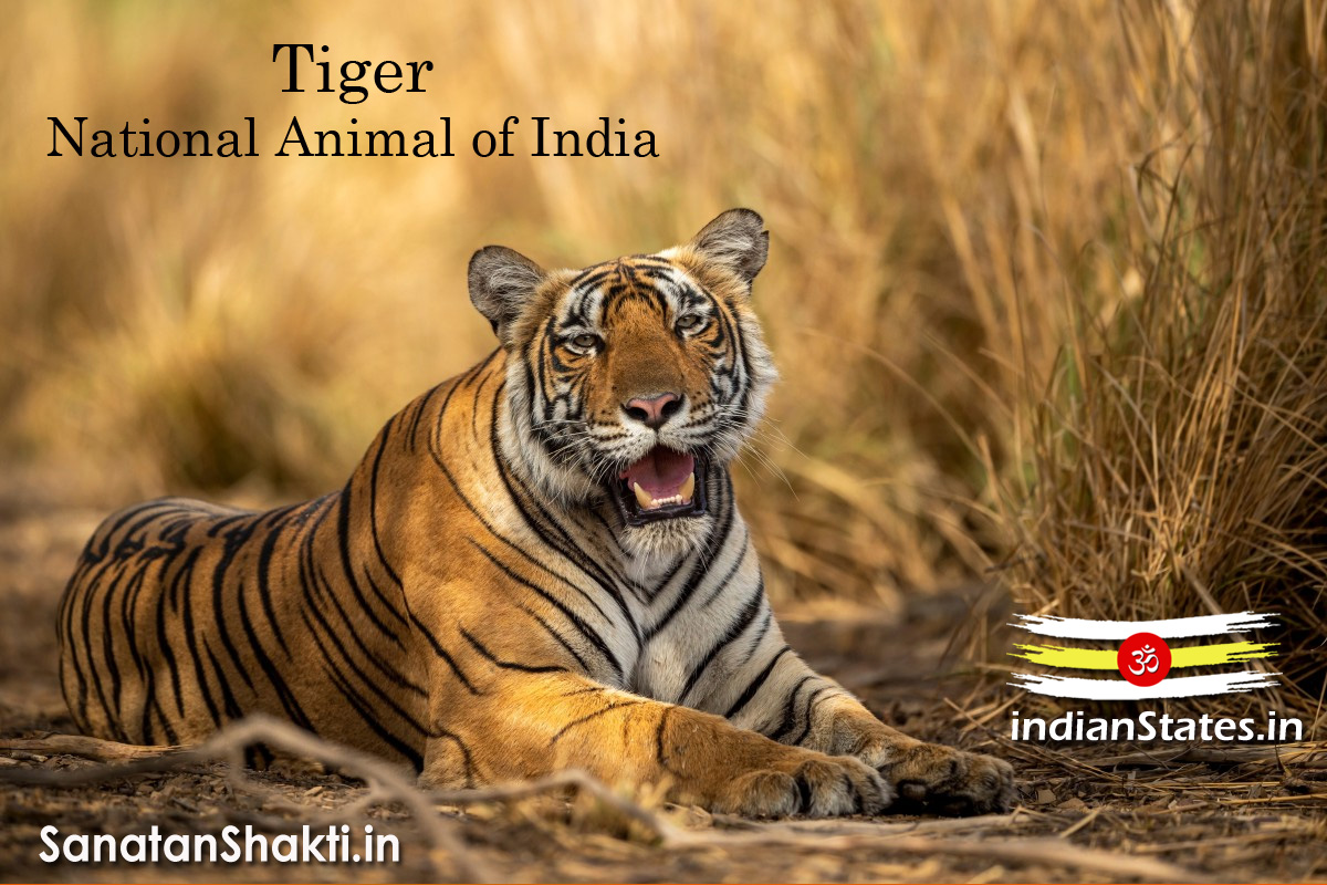 National-Animal-of-India-Tiger