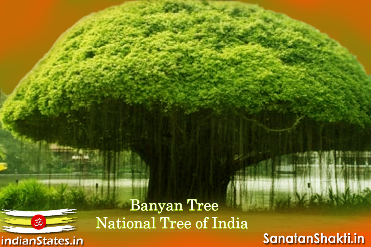 National Tree of India - Banyan Tree