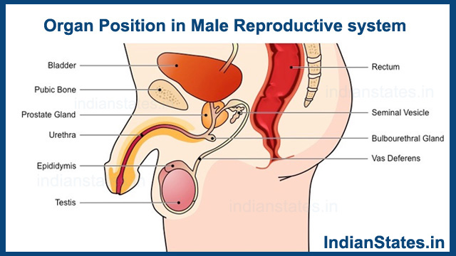 Organ-Position-in-Male-Reproductive-system