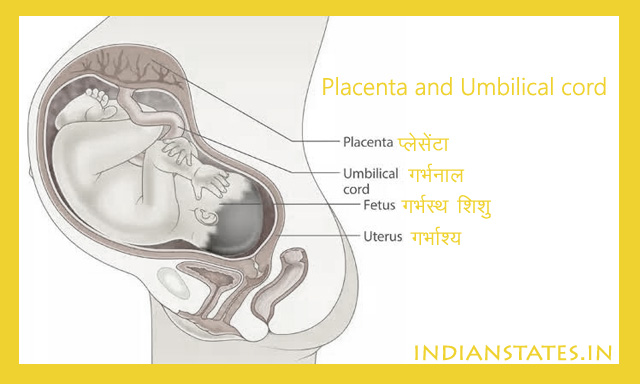 erence between Placenta and Umbilical cord in hindi