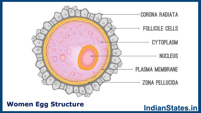 Women-Egg-Structure