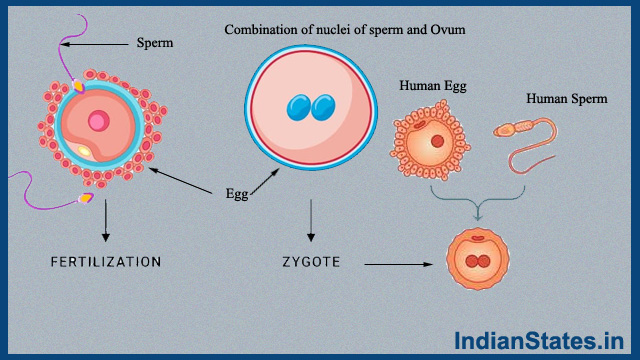zygote in hindi