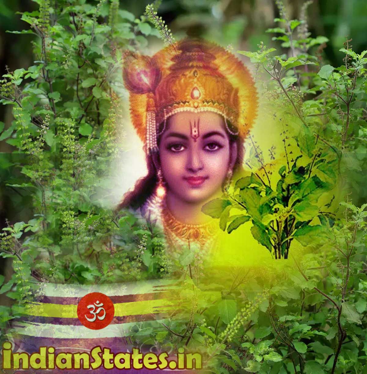 तुलसी